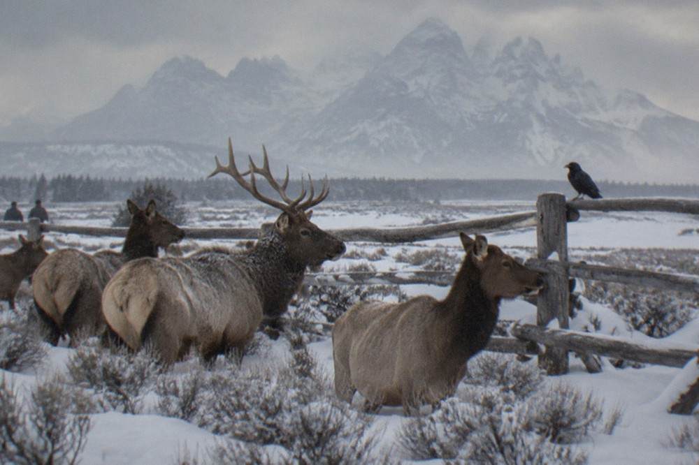 Elk herd grazing in deep snow near a wooden fence line beneath tall mountains