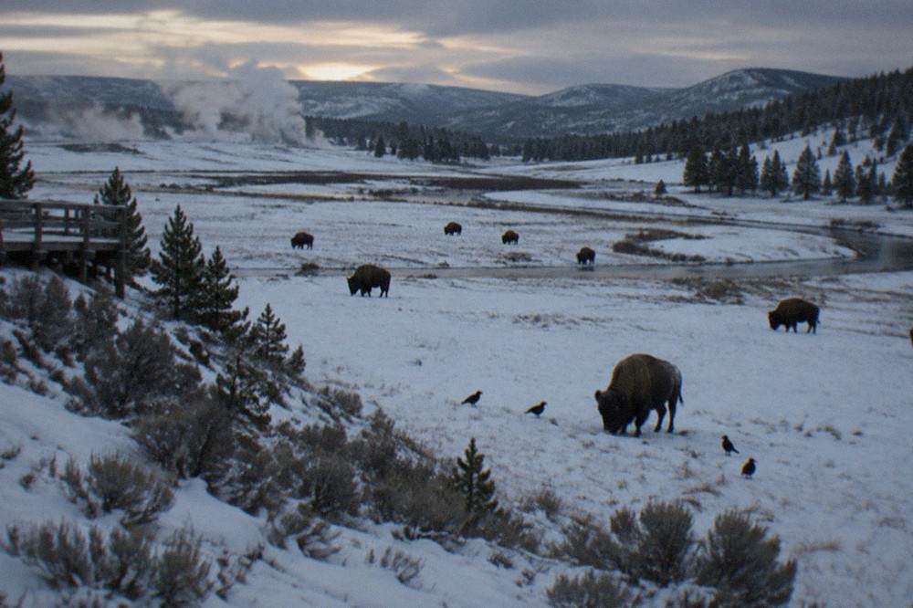 A snow-covered valley in Yellowstone with dark bison shapes scattered across the white landscape