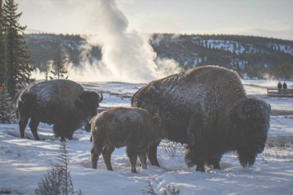 Bison standing in deep snow near a steaming thermal basin under a cold clear sky