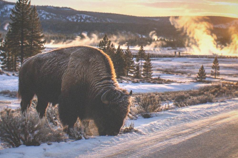 A bison standing beside a groomed snow road with steam rising from distant thermal pools
